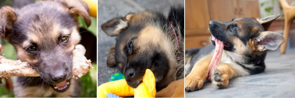 German Shepherd puppies playing with the teething toys.