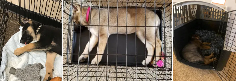 German Shepherd Puppies Sleeping Inside Crate