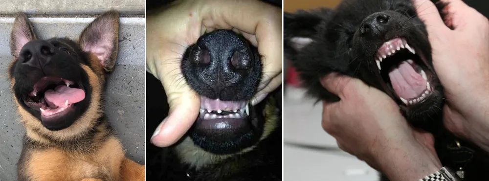 German Shepherd Puppies going through the Teething process.