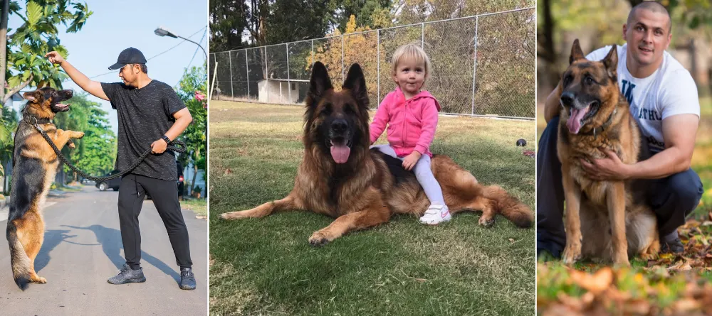 German Shepherd's loyalty makes them great family pets, but they need early socialization with children and other animals to ensure harmonious interactions.