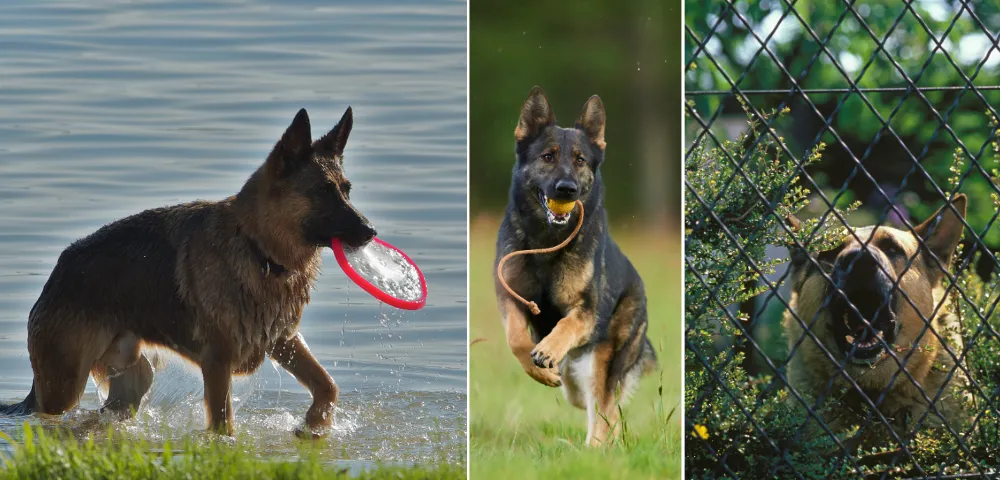 A German Shepherd is barking behind the garden bars. Whereas two German shepherds are involved in doing physical activities. 