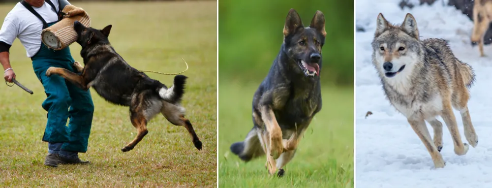 German Shepherds are highly intelligent, adaptable, and eager to work, much like wolves who need to problem-solve and adapt to survive. 