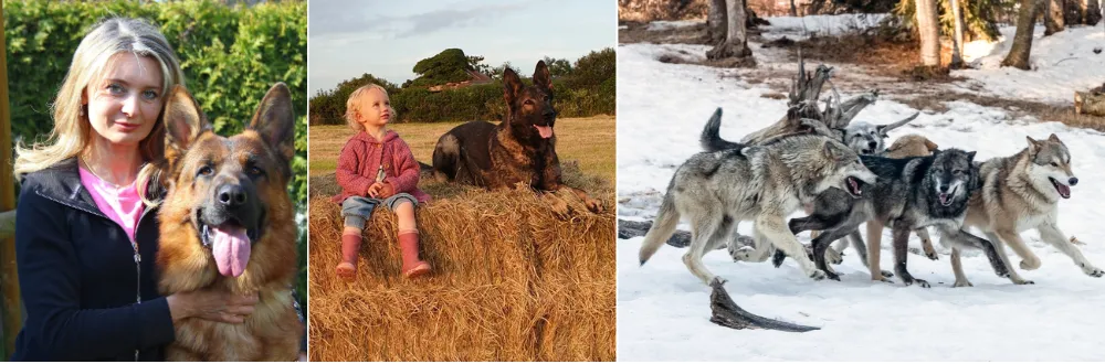 German Shepherds like Wolves tend to have strong pack instincts and often bond closely with their human families