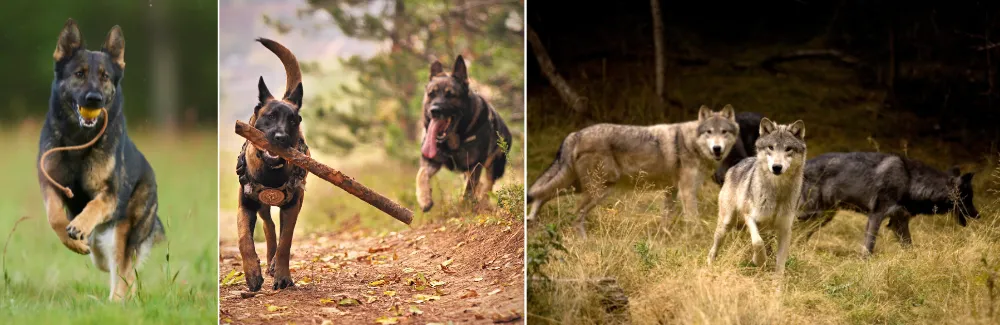 Like wolves, German Shepherds need mental stimulation and a sense of purpose.