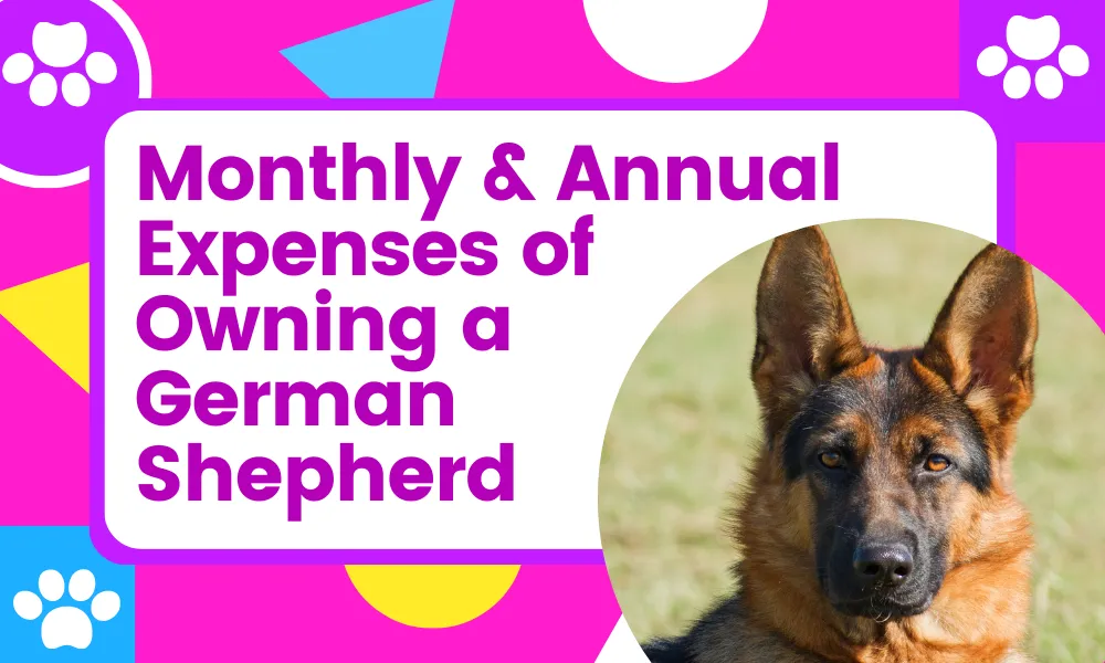 Monthly & Annual Expenses of Owning a German Shepherd