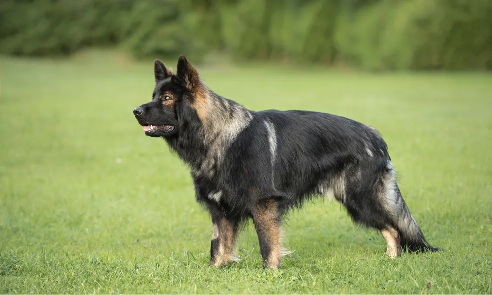 An old fatigued East Working Line German Shepherd in a meadow looking somewhere.