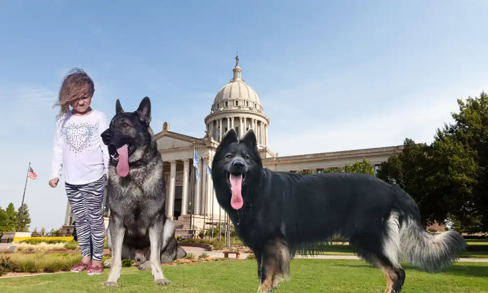 Top German Shepherd Breeders in Oklahoma