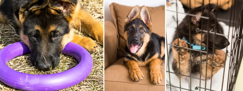 Toys and Accessories Expenses German Shepherds