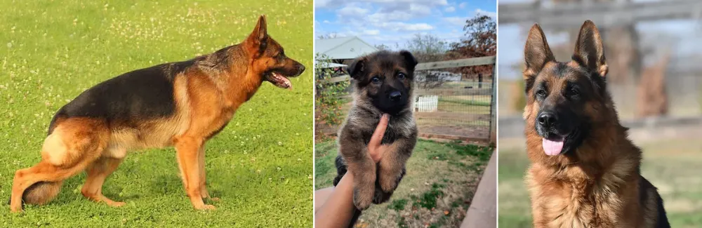 Vom Haus Berg German Shepherd Breeders Oklahoma