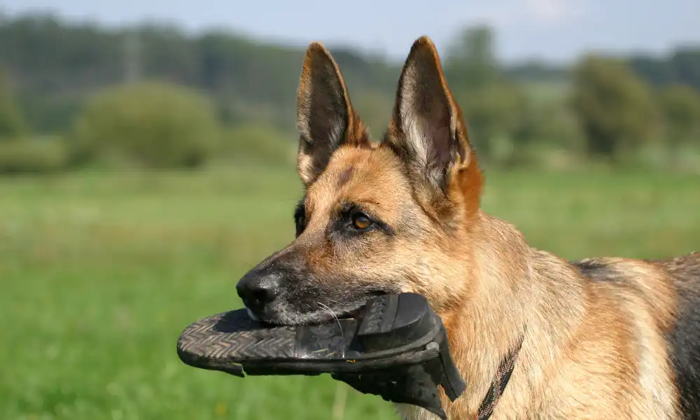 What are Challenges of Training & Raising German Shepherd?