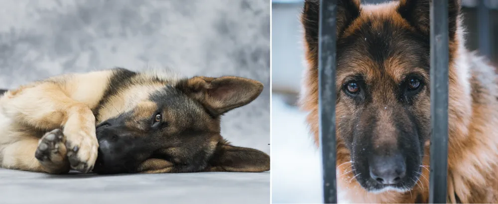 Alone and bored German Shepherds. 