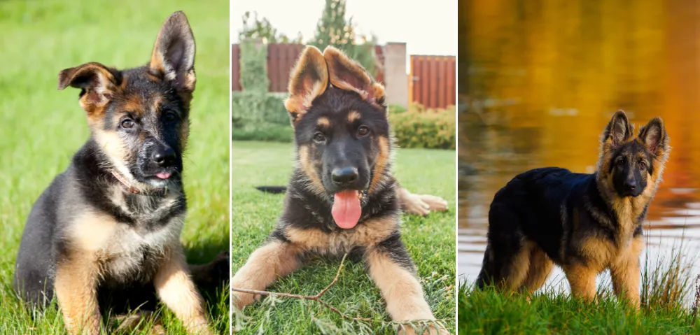 From your left (1) 2-month-old German Shepherd Puppy (2) 3-month old German Shepherd Puppy (3) 9-month Old German Shepherd puppy.  