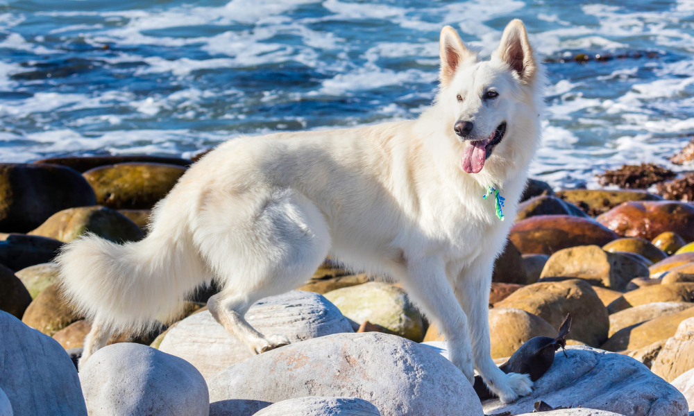 A Beautiful Solid White German Shepherd at the Beach