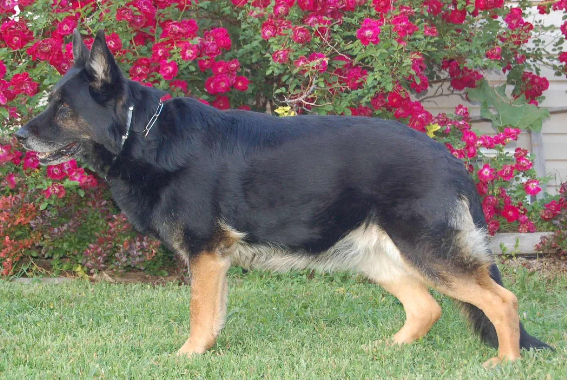 A Black and Tan Blanket Working Line German Shepherd in the garden