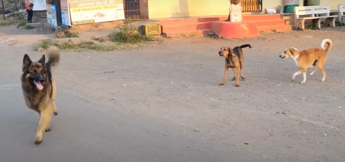 A well-trained German Shepherd during a walk deliberately unleashed by the owner to check his control and whether he attacks street dogs and obeys his commands or not. 