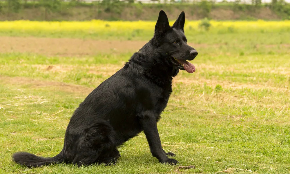 A Solid Black Working Line German Shepherd Sloppily Sitting on the Green Grass