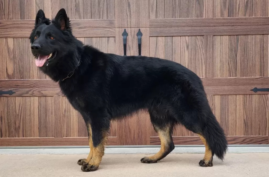 A Young Black and Tan Bicolor Working Line German Shepherd Standing Before a Wooden Background