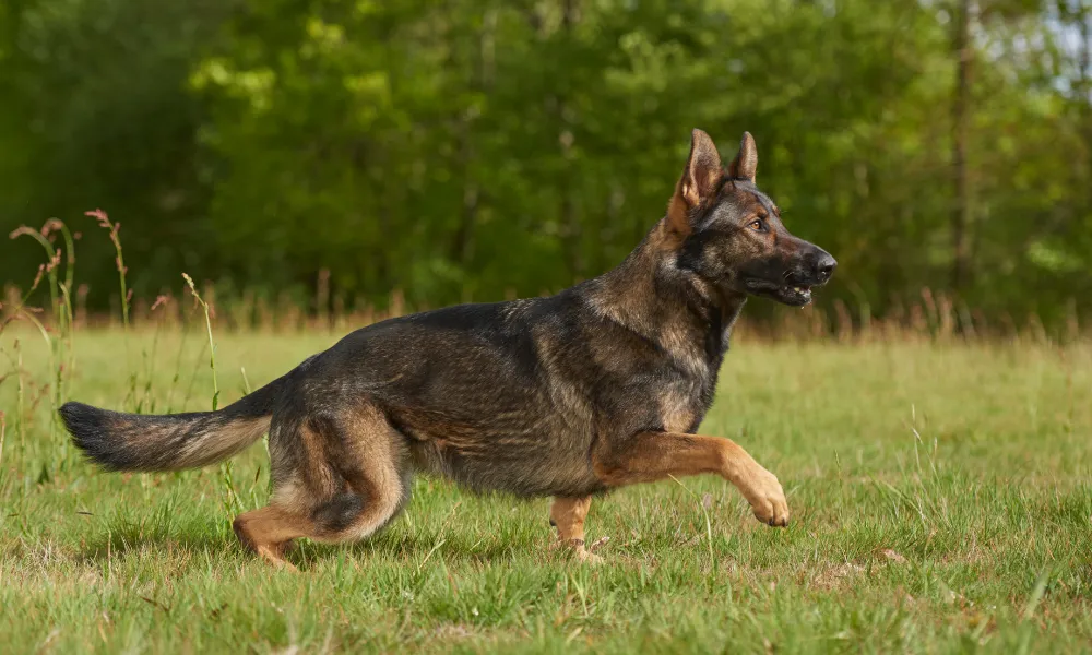 A Young sable working line German Shepherd Walking On the Grass