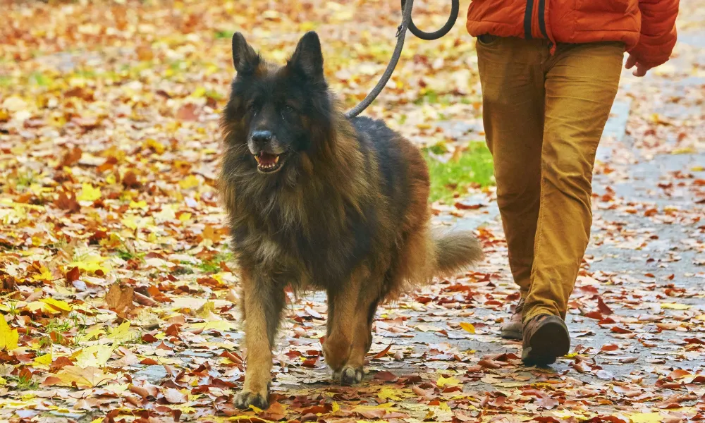 A long-haired German Shepherd walking in the park with his owner holding the leash.