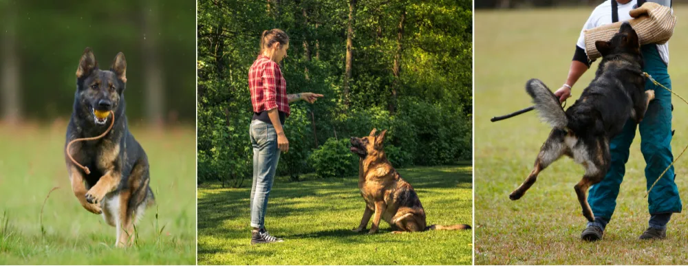 Adolescent Stage: 1 to 3-year-old German Shepherds involved in different activities and trainings.