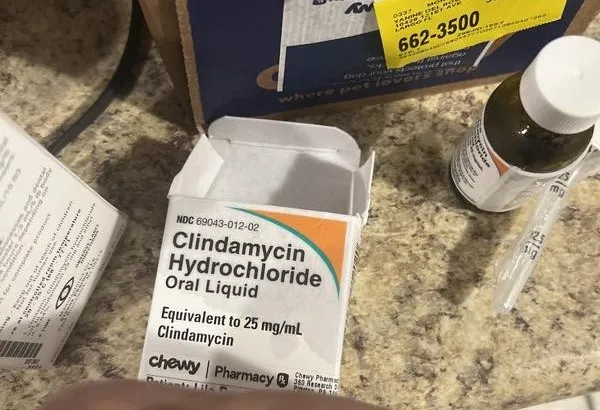 Antibiotics and anti-inflammatory medications are often prescribed for dogs undergoing dental treatments to manage infection and pain. 