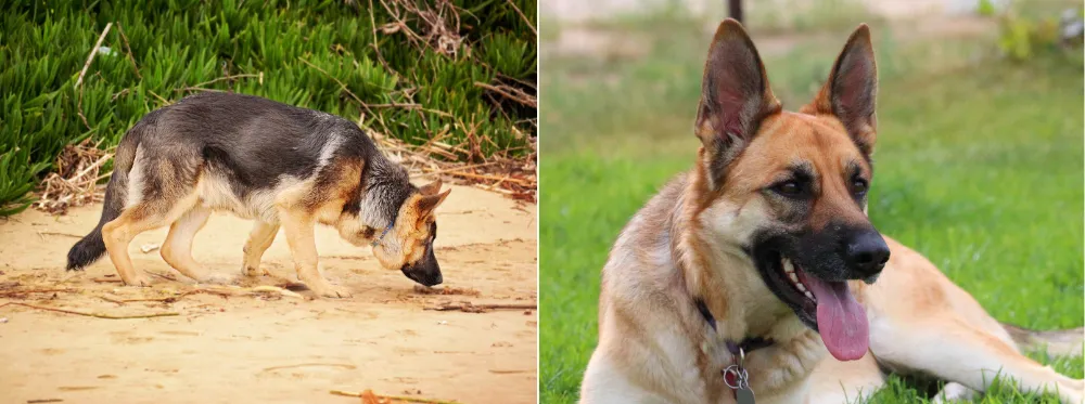 At your right, a German Shepherd is sniffing, and at your right, a German Shepherd is resting on the ground after a walk.