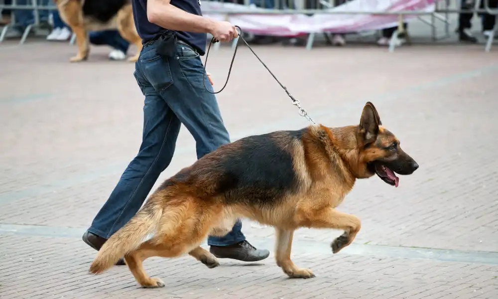 Best Way to Take German Shepherd for Walk: A Complete Guide