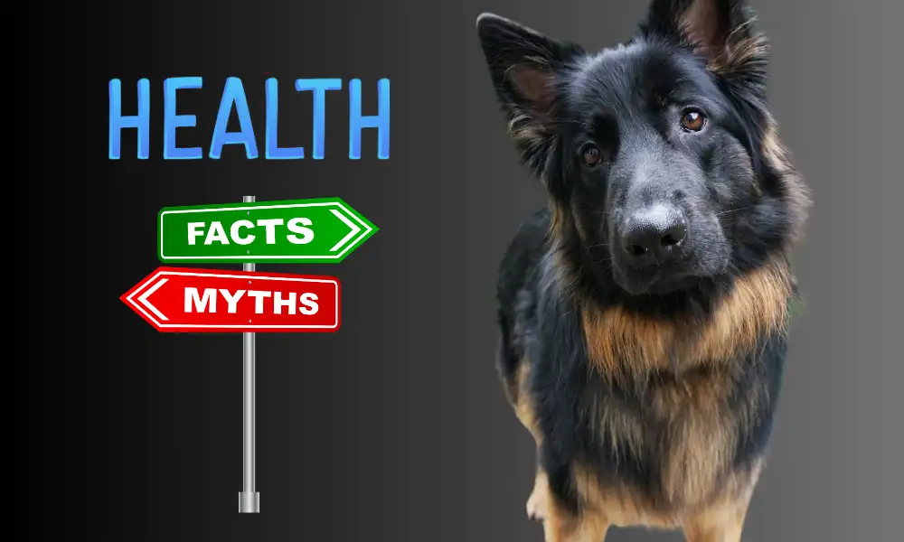 Common German Shepherd Health Myths Debunked