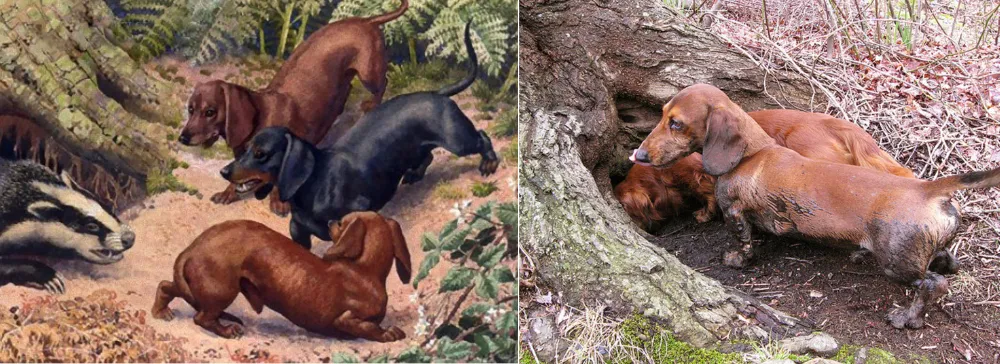 Dachshunds long bodies, short legs, and strong paws made them excellent at digging into tunnels and tight spaces to flush out prey.