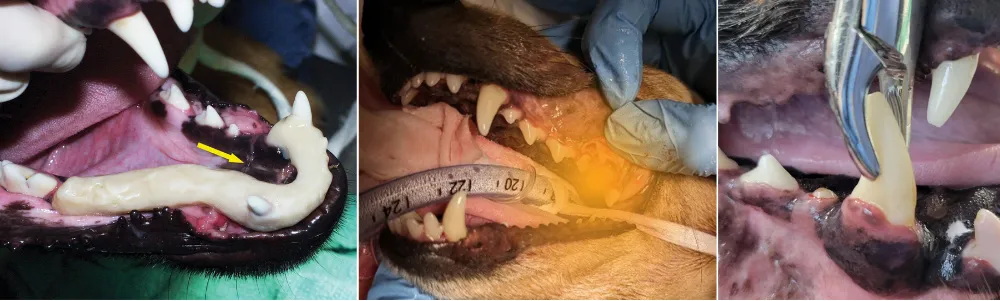 Dental Surgical Treatment for German Shepherds and dogs