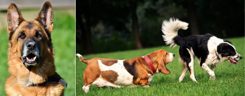 Erect, floppy, or cropped ears, and tails of various lengths, are also the results of selective breeding. 