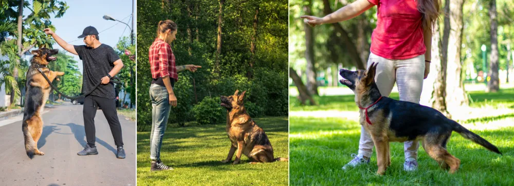 German Shepherd Owners Giving Commands to them