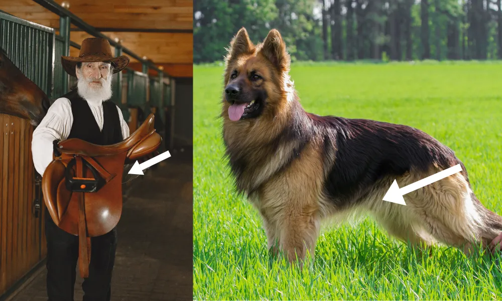 German Shepherd Saddle Color Pattern