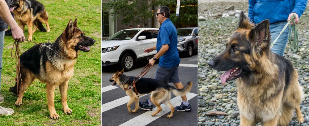 German Shepherd owners holding them with regular leashes.