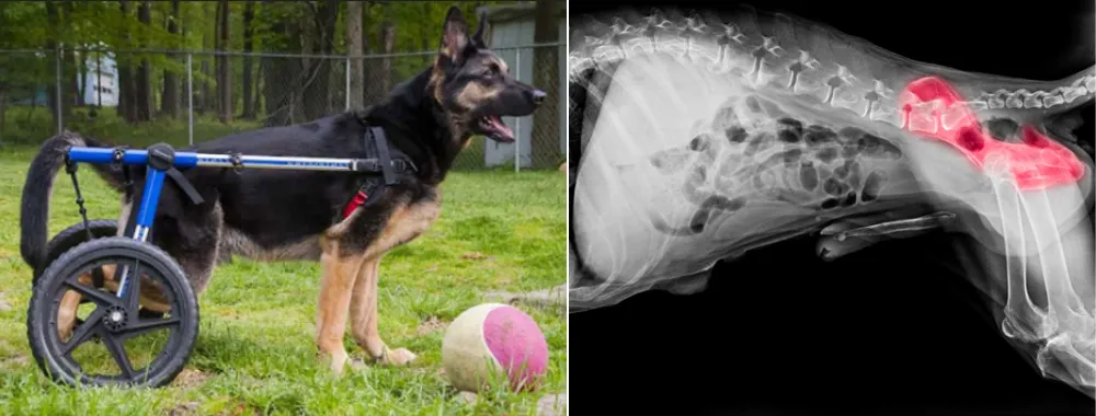 Pictures of Hip Dysplasia affected German Shepherds and X-ray.