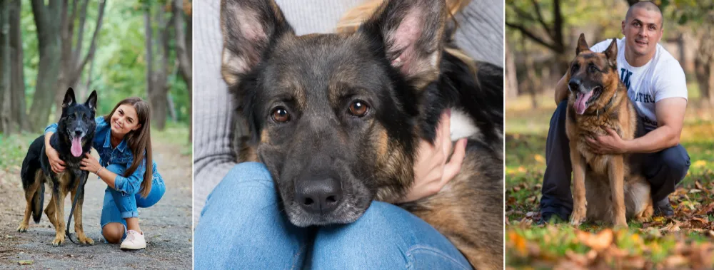 German Shepherds develop deep attachments to their handlers