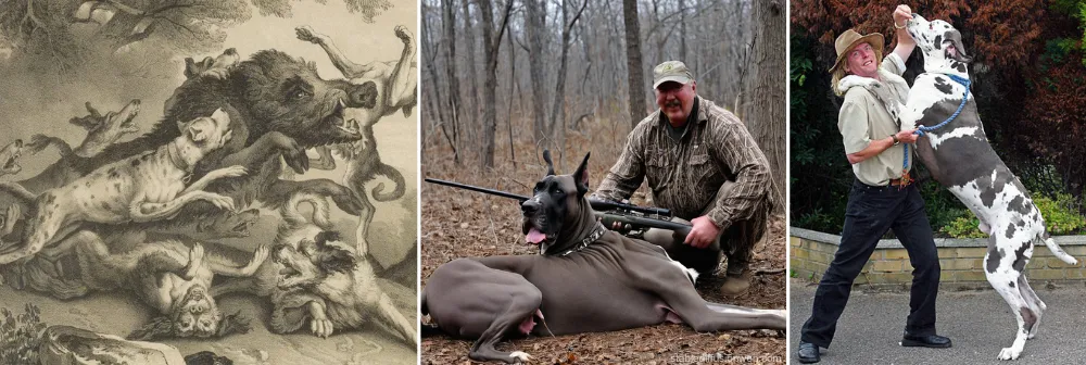 Great Danes were originally bred in Germany to hunt large game. Over time, they transitioned from hunting dogs to noble guard dogs and companions