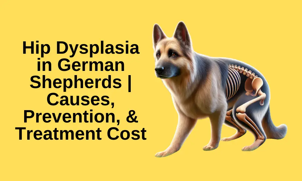 Hip Dysplasia in German Shepherds | Causes & Prevention