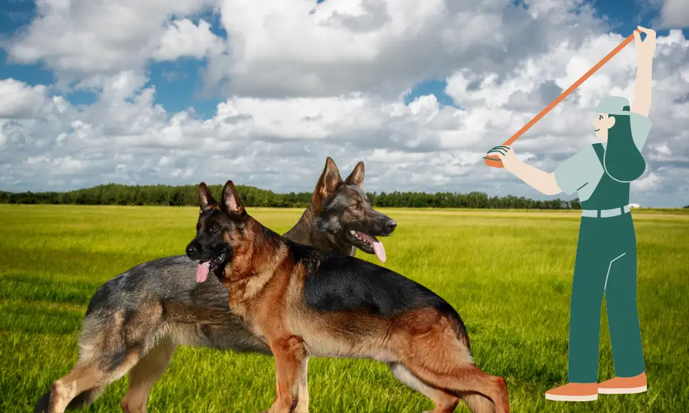 How to Measure Height & Length of a German Shepherd