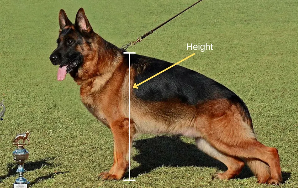 A Champion West/European Showline German Shepherd Standing for a Pose.