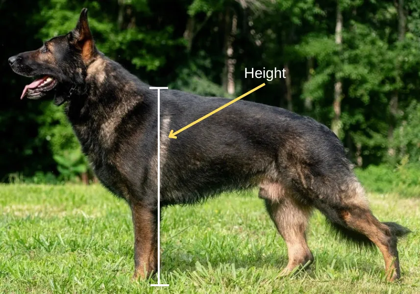 A dark sable West working line German Shepherd standing for a pose. 