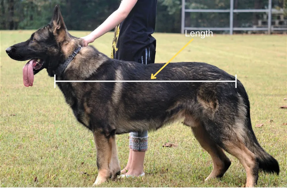 dark sable giant straight back West working line German Shepherd held by its owner.