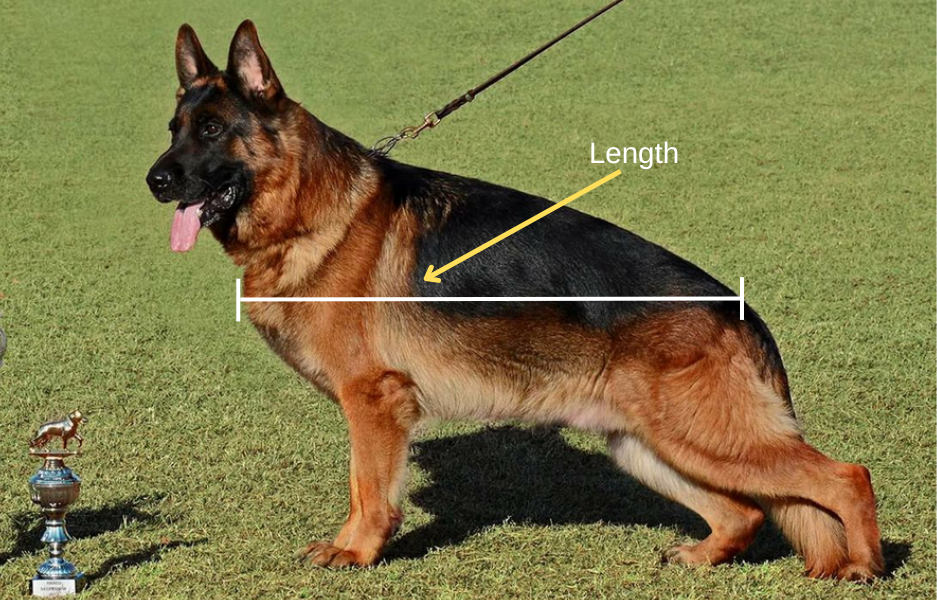 A Modern Red and Black West/European Showline German Shepherd Standing for a Pose.