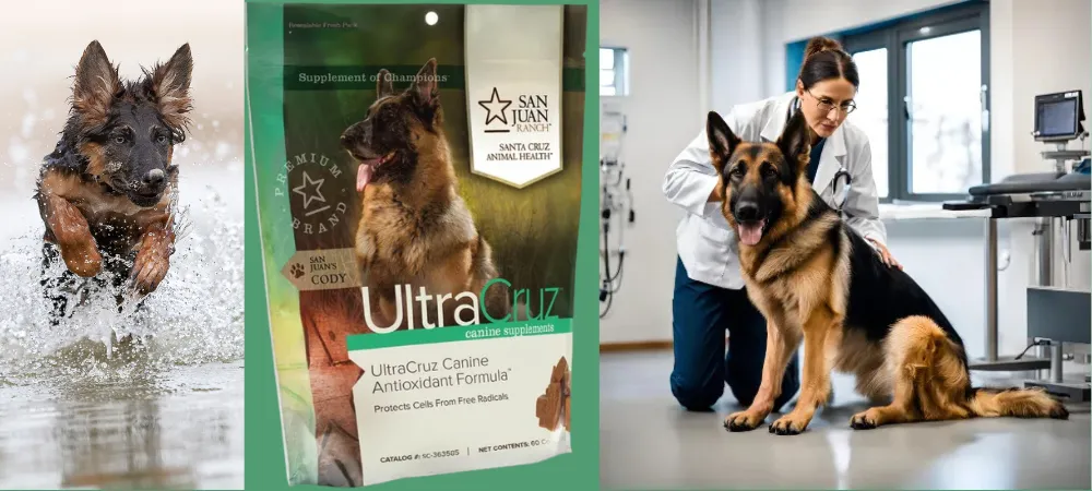 How to Prevent Degenerative Myelopathy in German Shepherds