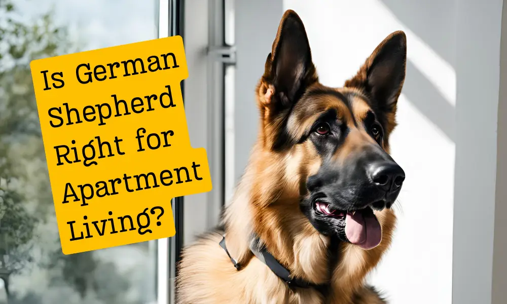 Is German Shepherd Right for Apartment Living?