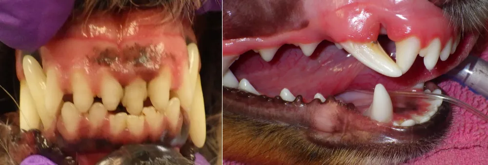 Malocclusion, or misaligned teeth German Shepherds 