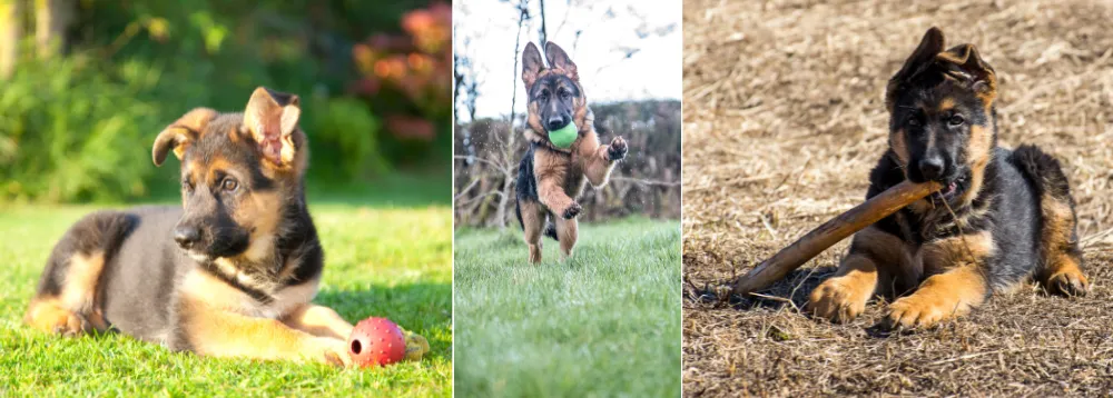 Myth About German Shepherds Shouldn't Exercise Too Much as Puppies