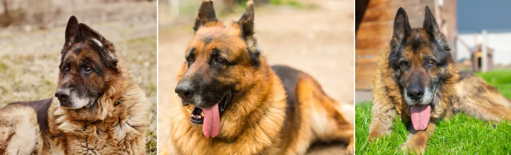 Myth about German Shepherds Don't Live Long Due to Their Size