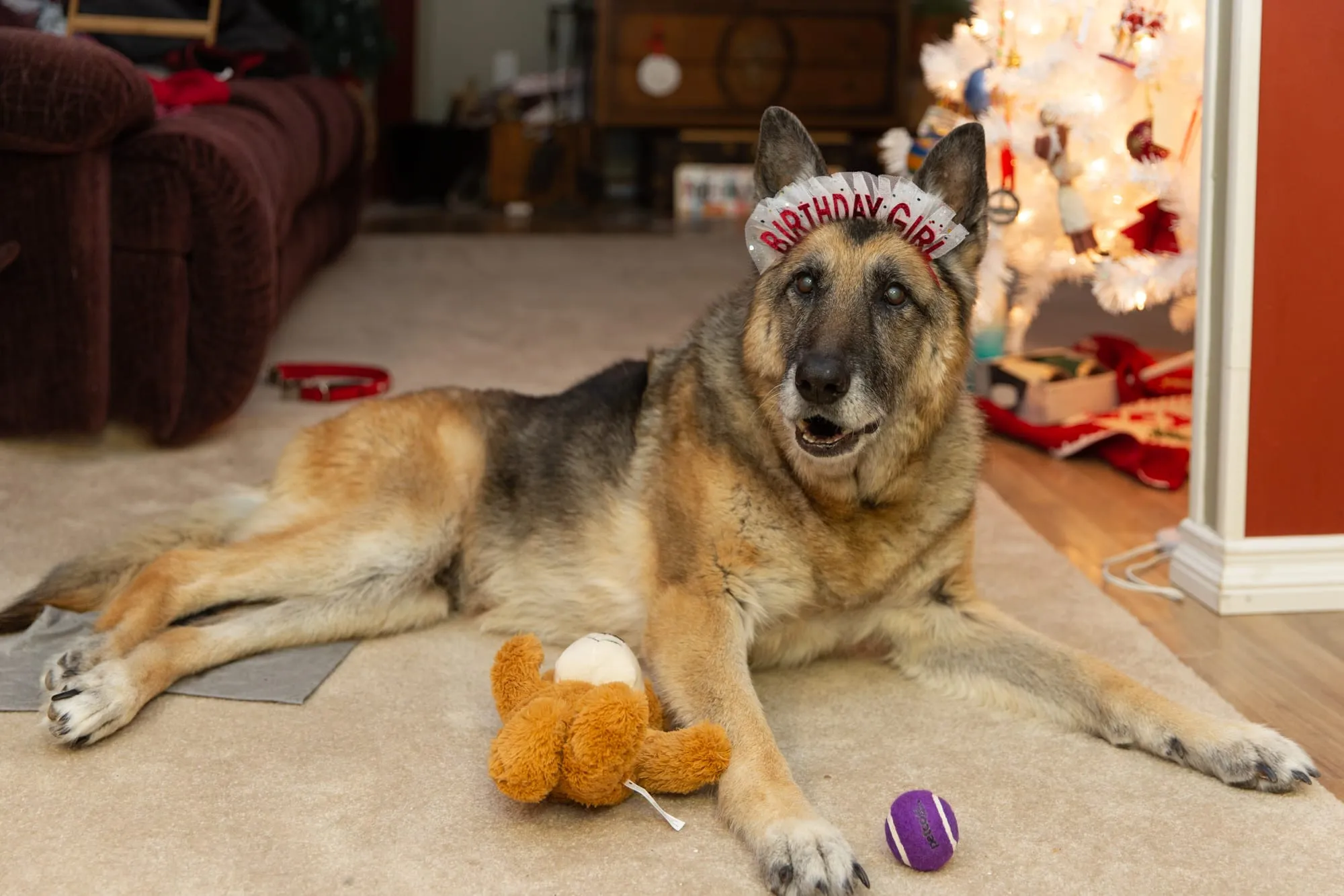 An old Black and Tan Degenerative Myelopathy Affected Female American Showline German Shepherd. 