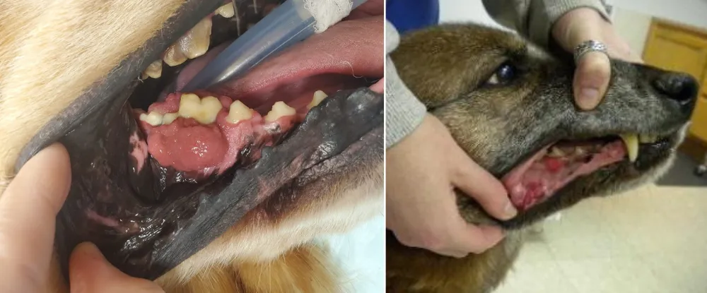 Oral Tumors German Shepherds 